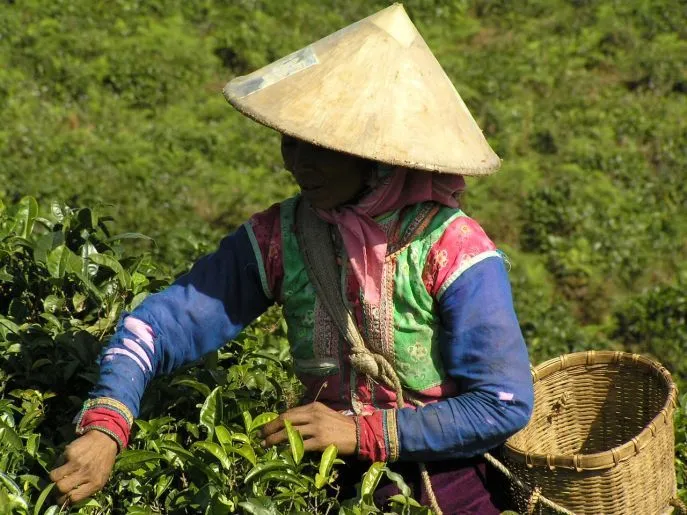 theeplantages xishuangbanna nabij menlun