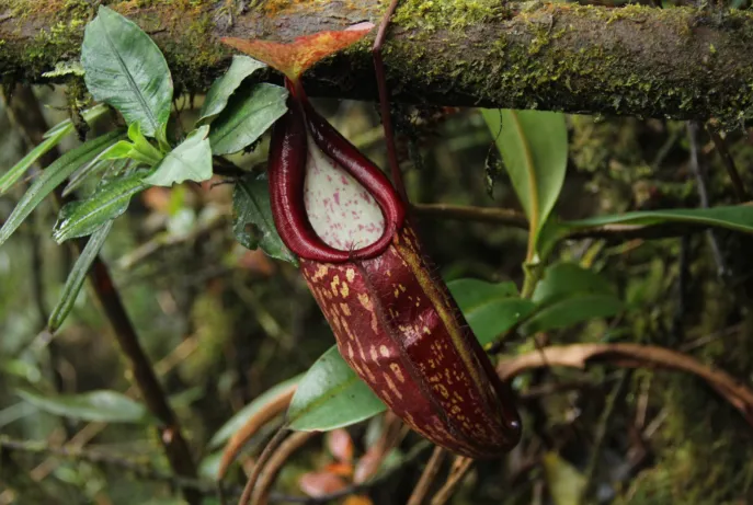 dimsum reizen maleisie cameron highlands mossy forest pitcher plant 2