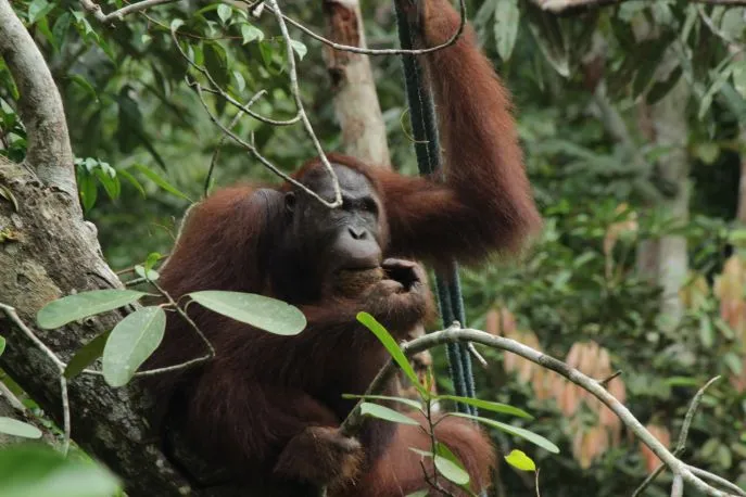 dimsum reizen naar borneo en wilde orangoetangs 5