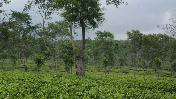 dimsum reizen theeplantages west java