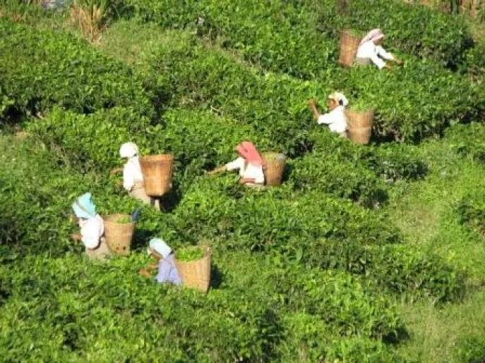 sikkim darjeeling theeplantages 2