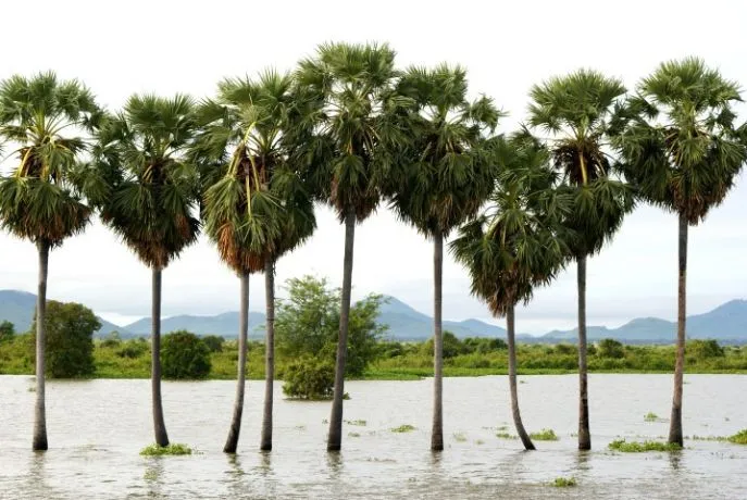 dimsum reizen varen over het tonle sap meer in cambodja priv excursies