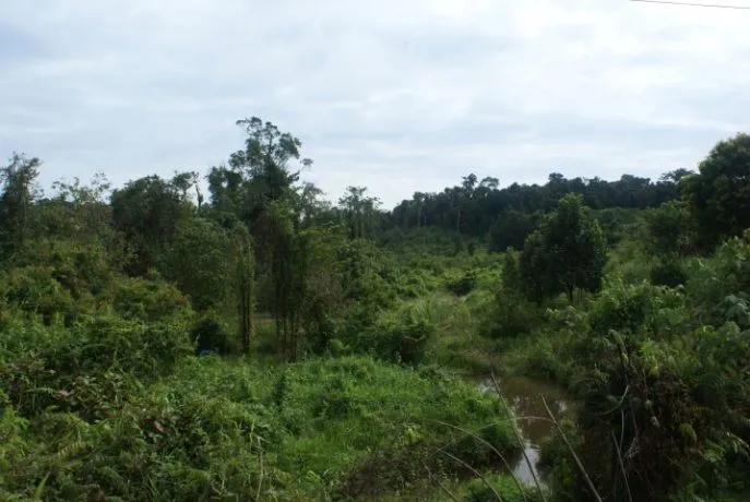 dimsum reizen cambodja ruig op avontuur in de ratanakiri provincie in noord cambodja