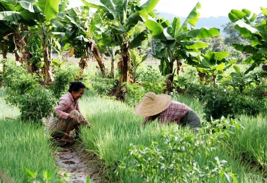 Sfeerafbeelding myanmar inle meer dimsum reizen