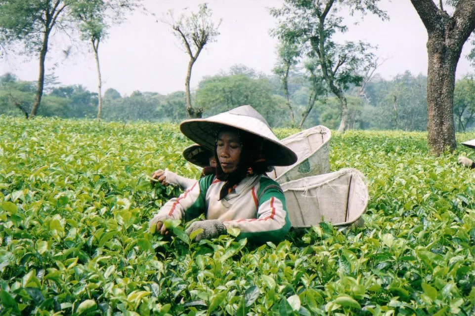 Sfeerafbeelding prive rondreis java dimsum reizen