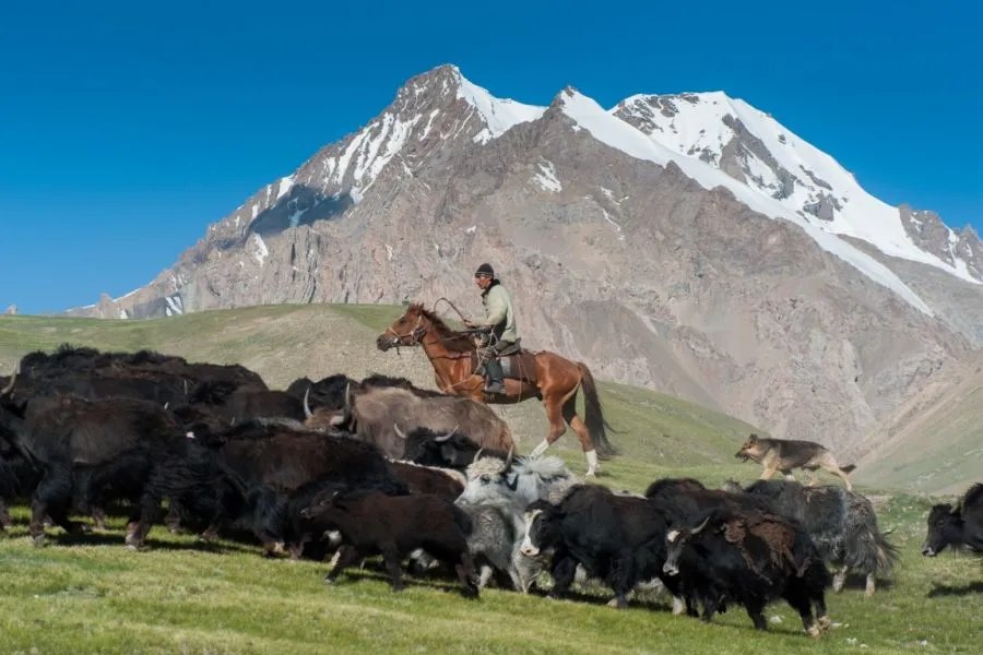 Sfeerafbeelding kirgizi reine kench horse farm dimsum reizen