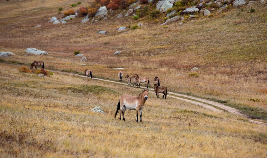 Sfeerafbeelding khustai park mongolie