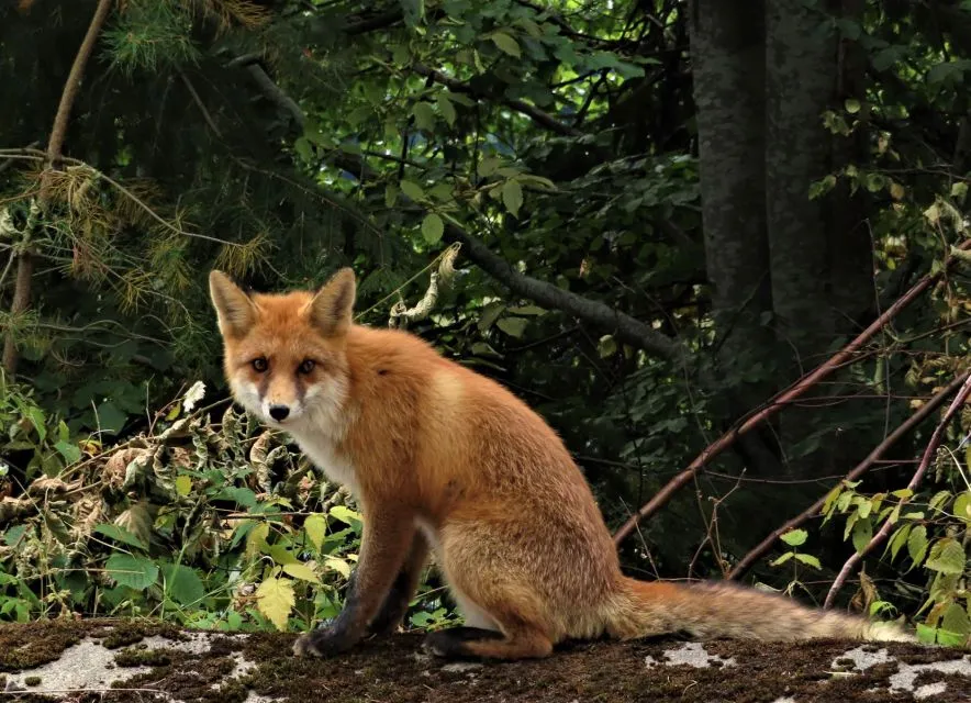Sfeerafbeelding roemeni wildlife vos 
