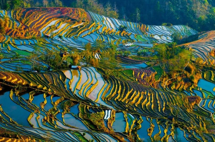 Sfeerafbeelding yuanyang rijstvelden china