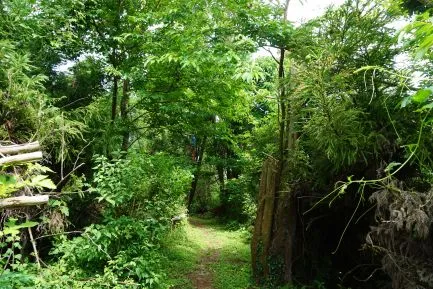 dimsum_reizen_jejudo_jejueiland_olle_wandelroutes_nummer_141_zuidkorea